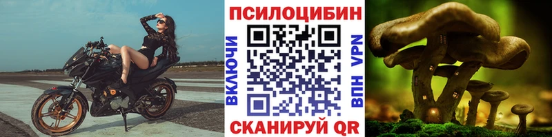 магазин  наркотиков  Новоузенск  Псилоцибиновые грибы мицелий 